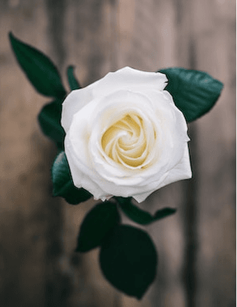 Marise Joseph Obituary